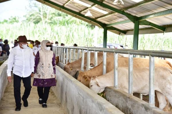 Resmikan Instalasi Pembibitan Ternak Sapi, Gubernur Edy Rahmayadi Dorong Palas Jadi Lumbung Ternak